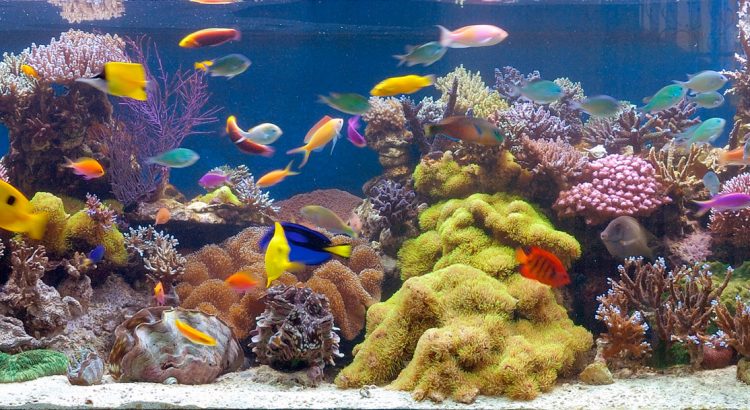 A protein skimmer is vital to a thriving reef aquarium.