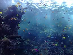 The ocean is a perfect protein skimmer.